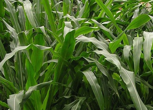 1626537124673802.jpg image.jpg