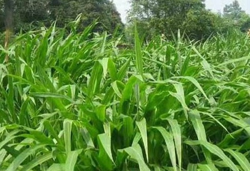 1626702500184532.jpg image.jpg