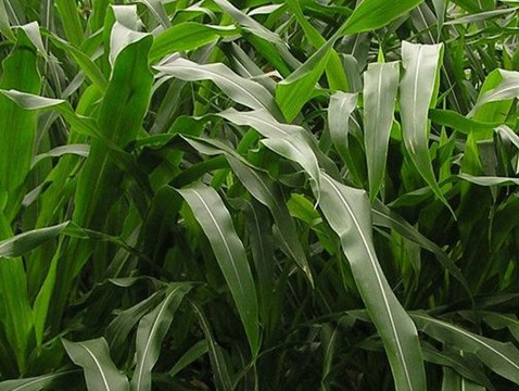 1626703184283107.jpg image.jpg