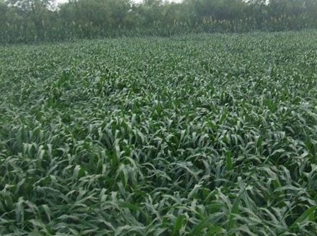 1626703628589638.jpg image.jpg