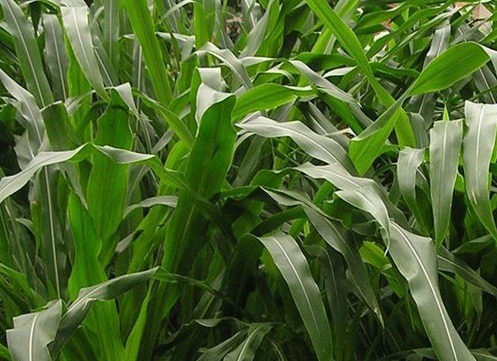 1626703656640581.jpg image.jpg