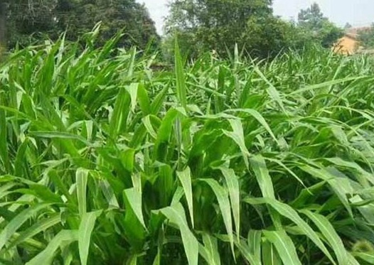 1626703666132865.jpg image.jpg