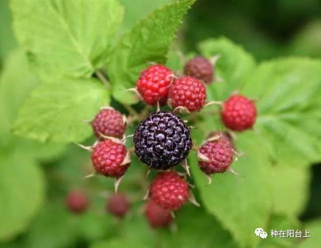 小漿果覆盆子配上勿忘草，既是美麗搭配，又是防病蟲秘笈