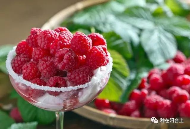 小漿果覆盆子配上勿忘草，既是美麗搭配，又是防病蟲秘笈