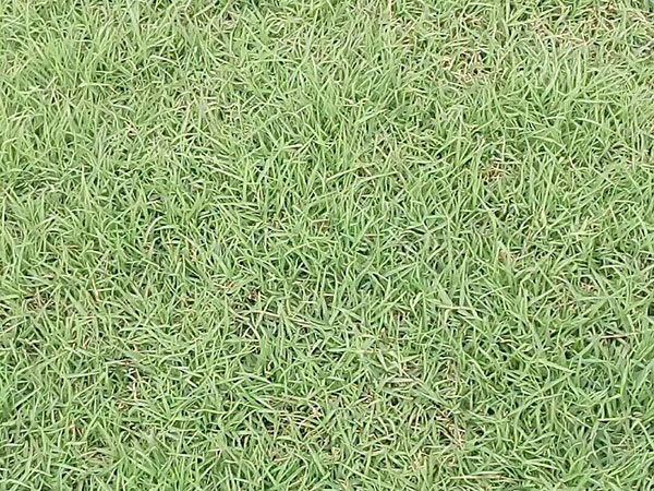 天堂草草坪圖片