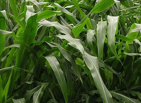 1626957120467341.jpg image.jpg