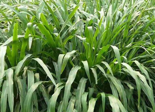 1626957392509218.jpg image.jpg