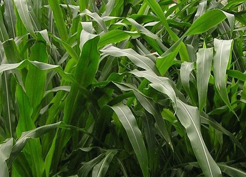 1626957508683417.jpg image.jpg