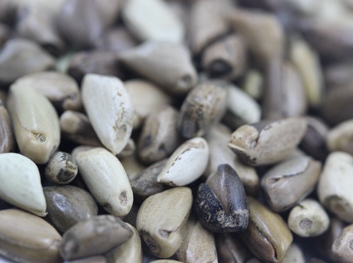 1626958244748197.jpg image.jpg