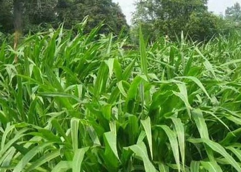 1626958283768104.jpg image.jpg