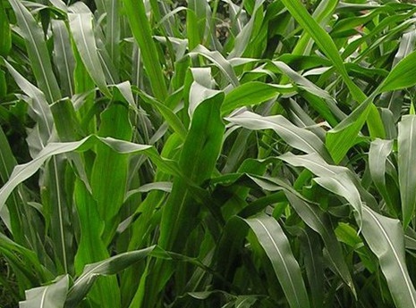 1626958283928082.jpg image.jpg