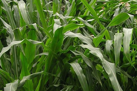 1626958413729313.jpg image.jpg