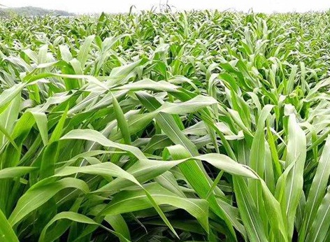 1626958432502465.jpg image.jpg