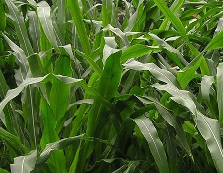 1626958458146211.jpg image.jpg