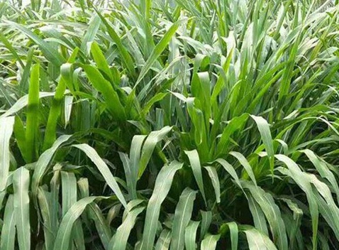 1627038008953718.jpg image.jpg