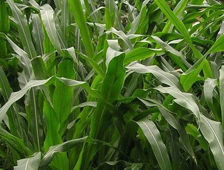 1627038169194321.jpg image.jpg