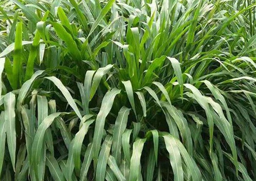 1627038193189143.jpg image.jpg