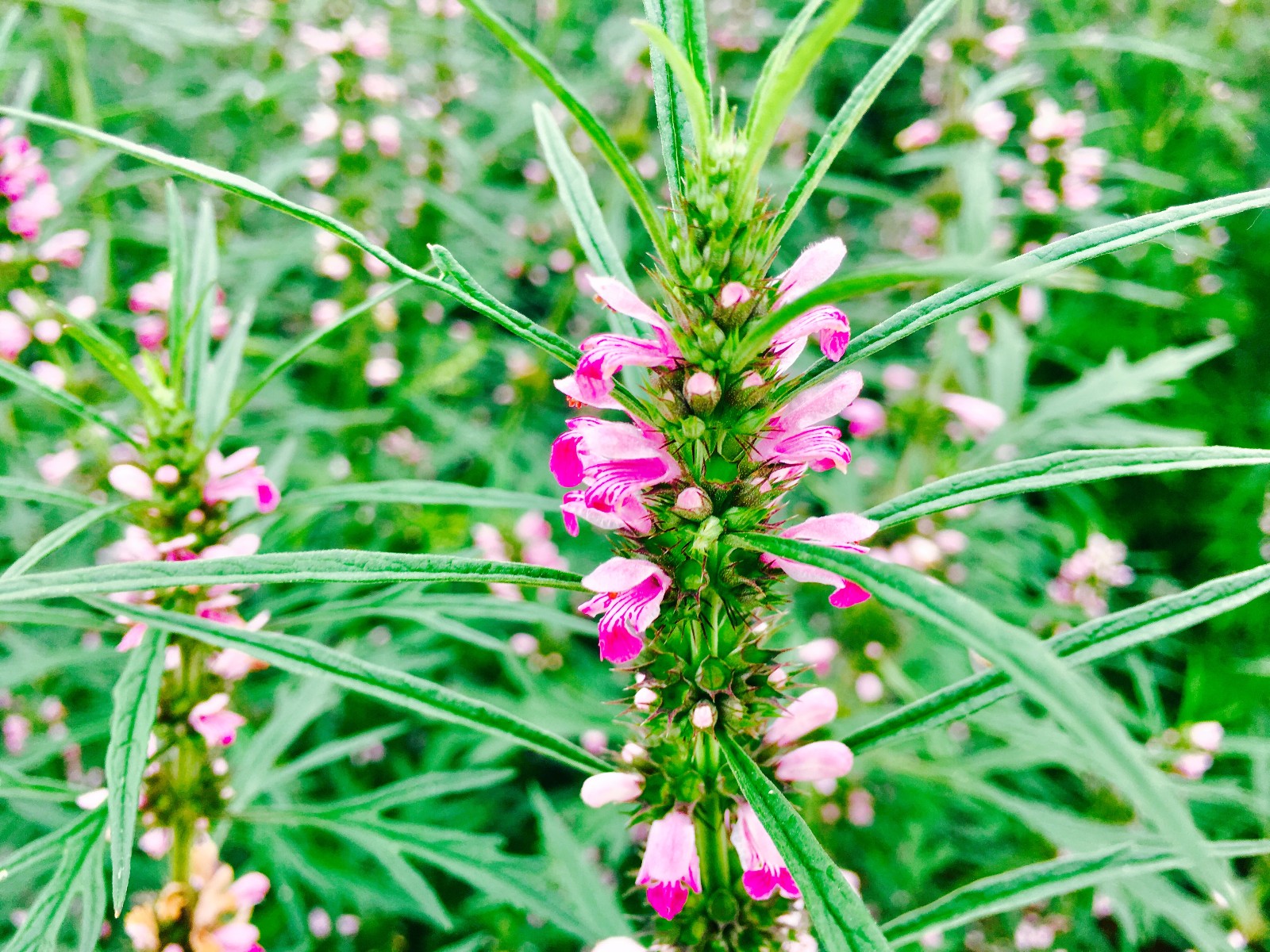 益母草種植時間 益母草種植時間