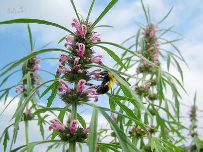 益母草種植時間 益母草種植時間