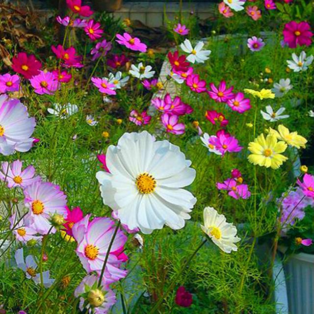 這些易養(yǎng)耐熱的草花品種,讓你的夏季花園更出彩!