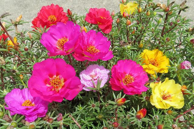 這些易養(yǎng)耐熱的草花品種,讓你的夏季花園更出彩!