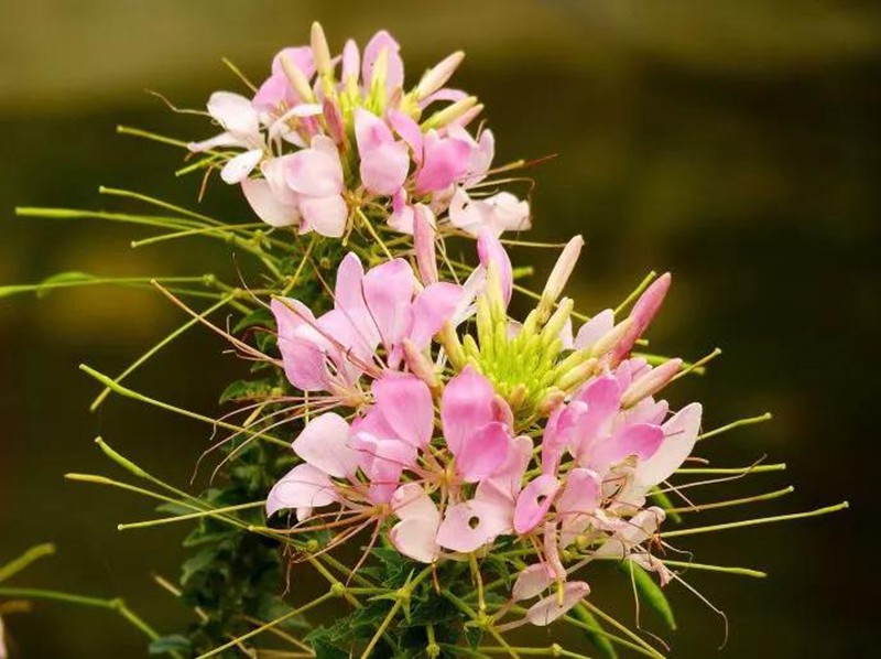 醉蝶花的醫用價值和用途
