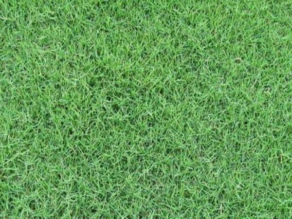 觀賞草坪適合什么草種 觀賞草坪適合什么草種