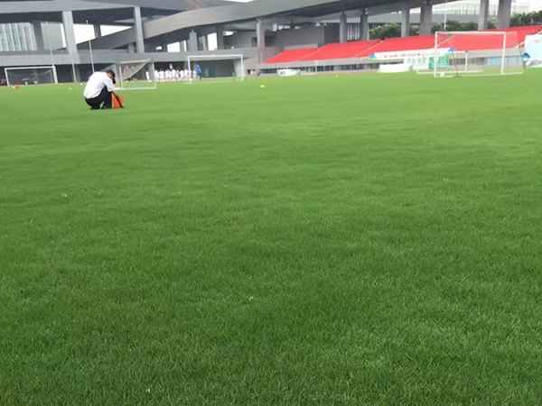 七月份適合種什么草籽