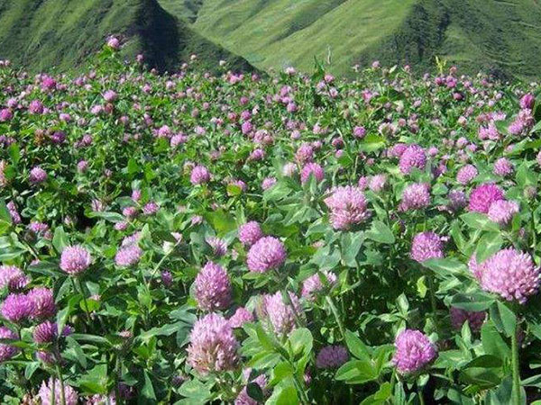 三葉草一平方種多少克