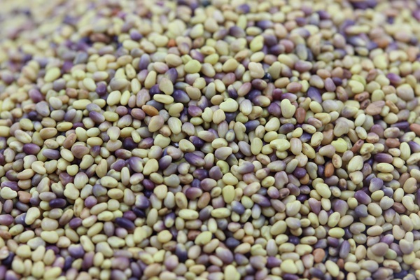 三葉草一平方種多少克