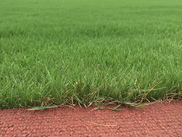 播撒草籽多少錢一平米 播撒草籽多少錢一平米