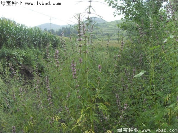 益母草種植時間和方法