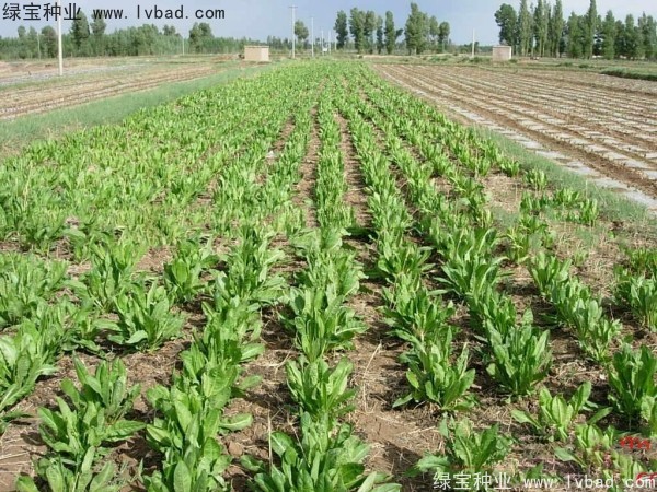 魯梅克斯牧草的優(yōu)缺點(diǎn) 魯梅克斯牧草的優(yōu)缺點(diǎn)