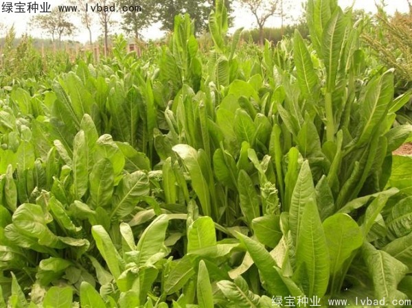 魯梅克斯牧草的優(yōu)缺點(diǎn) 魯梅克斯牧草的優(yōu)缺點(diǎn)