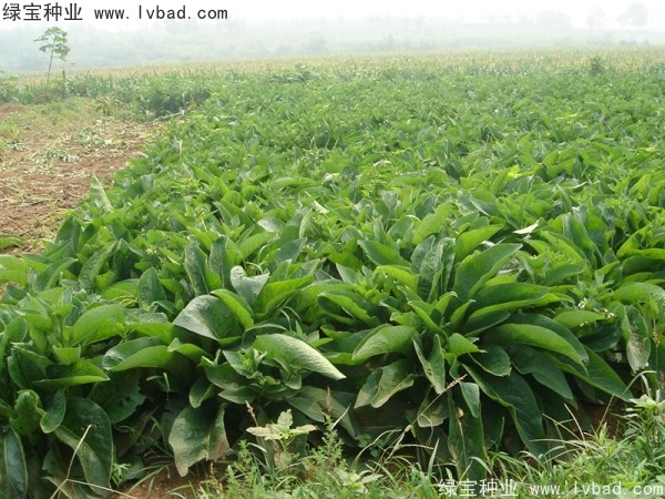 魯梅克斯牧草的優(yōu)缺點(diǎn) 魯梅克斯牧草的優(yōu)缺點(diǎn)