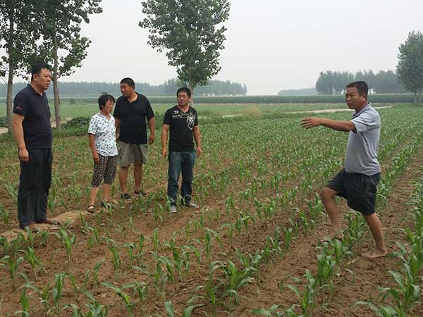 甜高梁牧草畝產多少噸 甜高梁牧草畝產多少噸