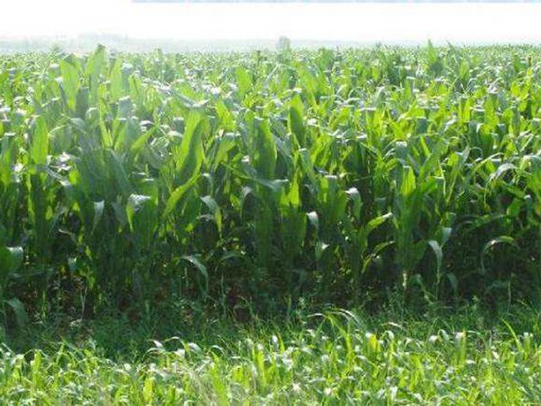 1627222302860690.jpg image.jpg