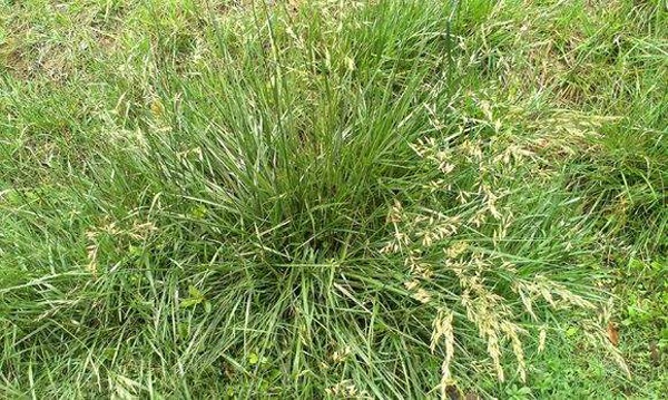 1627223687697633.jpg image.jpg