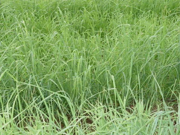 1627223696583227.jpg image.jpg