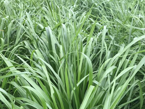 1627223925984206.jpg image.jpg