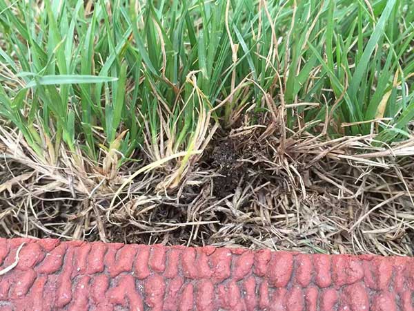 1627225291546439.jpg image.jpg