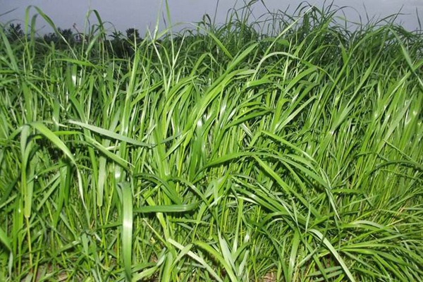 黑麥草一畝地產(chǎn)量多少 黑麥草一畝地產(chǎn)量多少