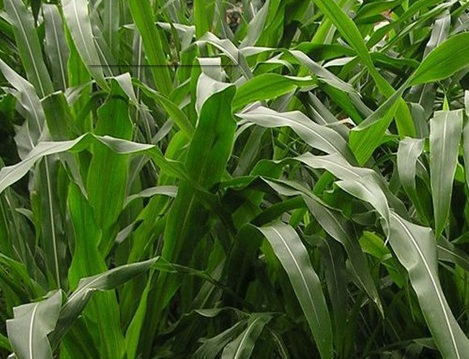 1627274871889738.jpg image.jpg