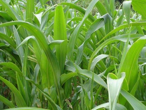 1627274889560336.jpg image.jpg