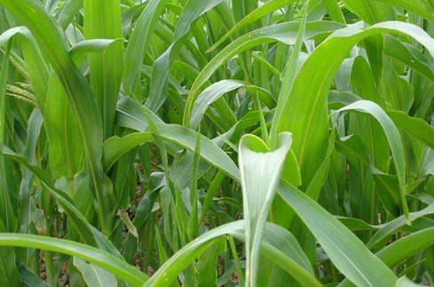 1627275158191791.jpg image.jpg