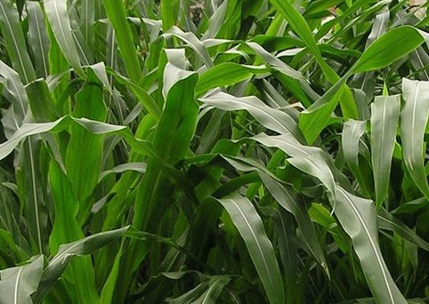 1627275168124960.jpg image.jpg