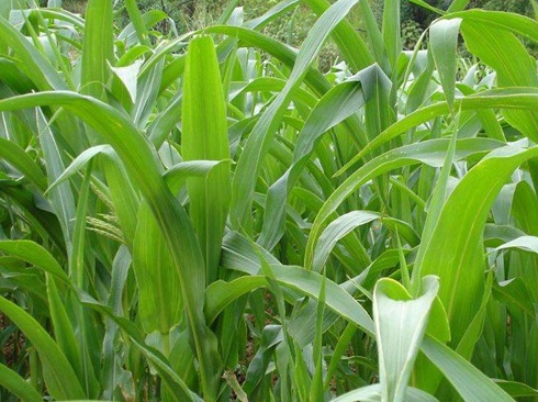 1627275515742571.jpg image.jpg