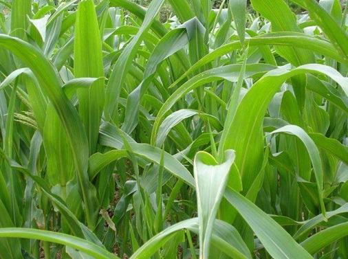 1627275525174124.jpg image.jpg