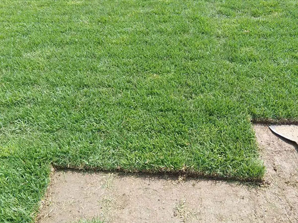 中華結縷草圖片 中華結縷草圖片