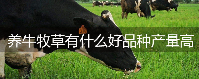 養牛牧草有什么好品種產量高